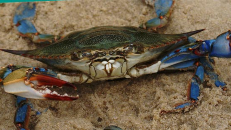 Excessive nutrient pollution in the Chesapeake Bay threaten its commercially and recreationally important blue crab fishery through oxygen depletion.