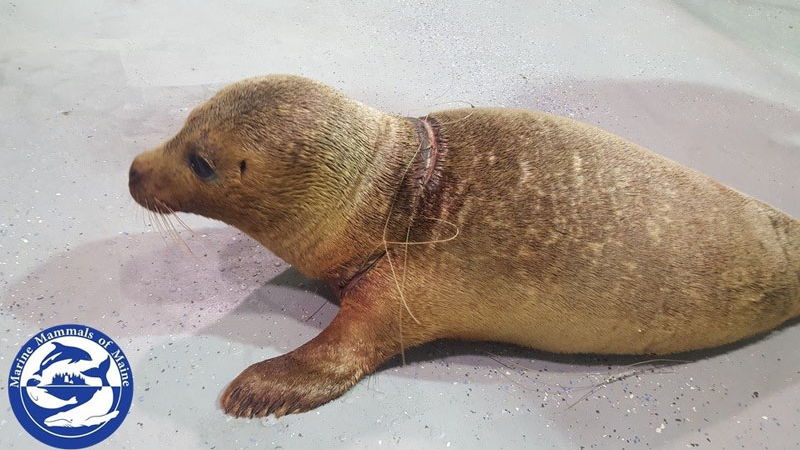 Marine Mammals of Maine disentangled this seal in Southport last month and provided care at the new facility, prior to transporting the animal to a long-term care center.