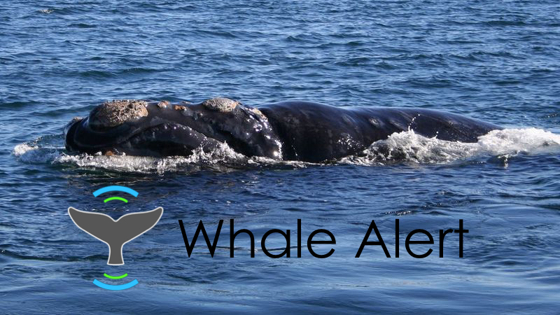Using the Whale Alert app, citizen scientists can report sightings like this endangered North Atlantic right whale. 