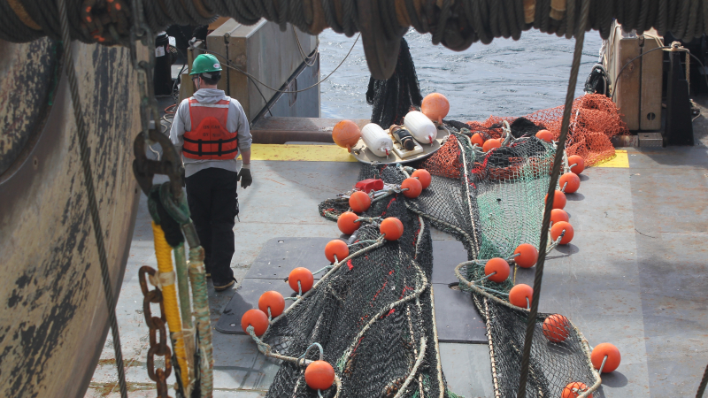 Crew on the Oscar Dyson prepare to deploy the trawl net on the back deck while the ship adjusts its heading based on the wind and sea conditions. Once in the water, an acoustic sensor between the two white floats monitors the net’s underwater position.