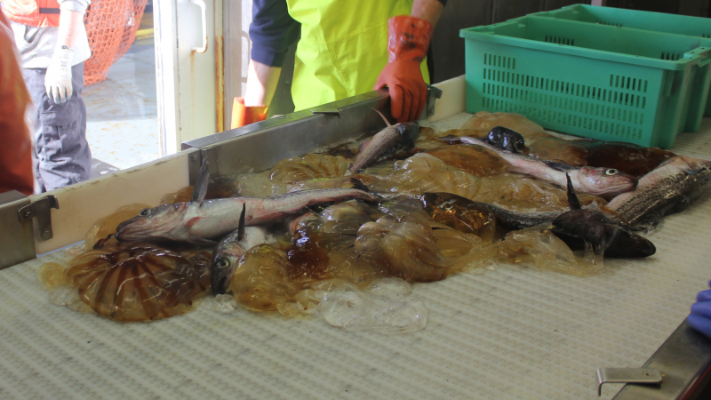 Crew carry the bins into a lab and empty them onto a conveyor belt, where the scientists can identify, sort and count the fish and other specimens. In this case, a portion of the trawl yielded a handful of adult pollock and assorted jellyfish.