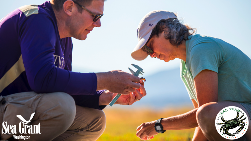 The Washington Sea Grant Crab Team works with citizen scientists to monitor Washington's inland shorelines for invasive European green crabs.