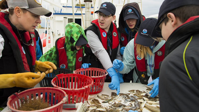 Students from Edmunds Central School in Roscoe, South Dakota, sort through the catch from a trawl in the Gulf of Mexico aboard the R/V Caretta.