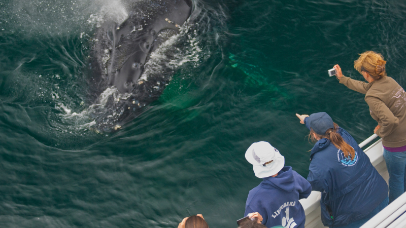 An aerial view of a group of people leaning over the side of a boat looking and pointing at a humpback whale in the ocean.
