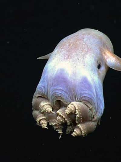 A dumbo octopus displays a body posture never before observed in cirrate octopods. Unprecedented sights like this are one of the reasons dozens of scientists (and hundreds of thousands of members of the public) follow live video from the seafloor during each Okeanos Explorer expedition.