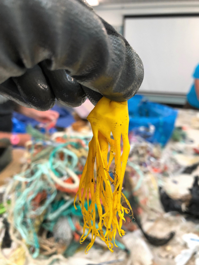 Is this a balloon or a yellow jellyfish? If you're having a hard time telling the difference, imagine how sea turtles feel when considering if this balloon is a meal! This is a balloon collected during an event with the Center for Coastal Studies in Provincetown, Massachusetts.