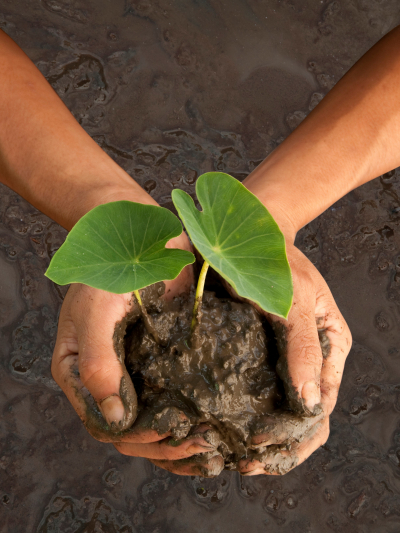 Young taro being planted in Heʻeia loʻi. 