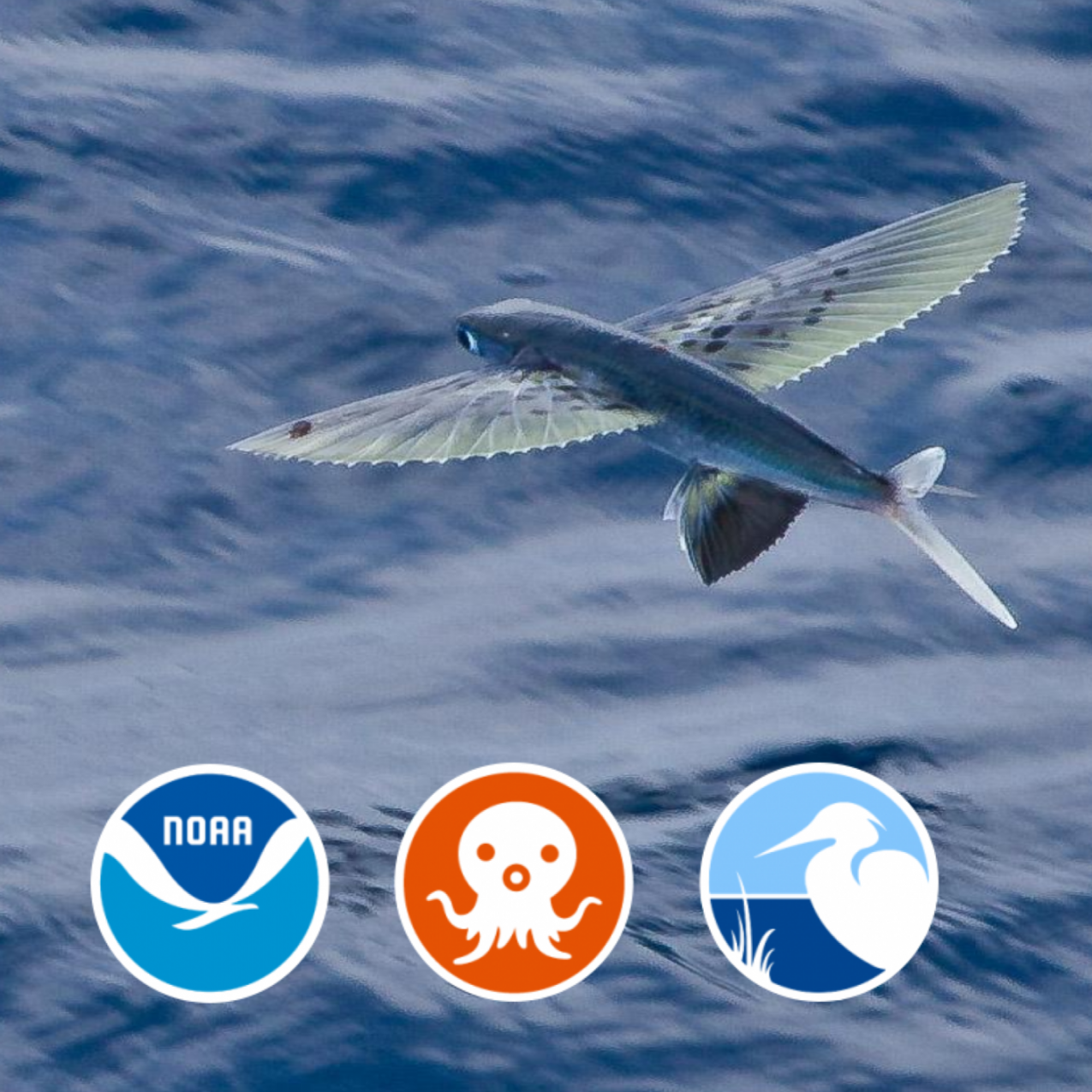 A single flying fish jumping out of the surface water with a episode banner at the top of the page. 