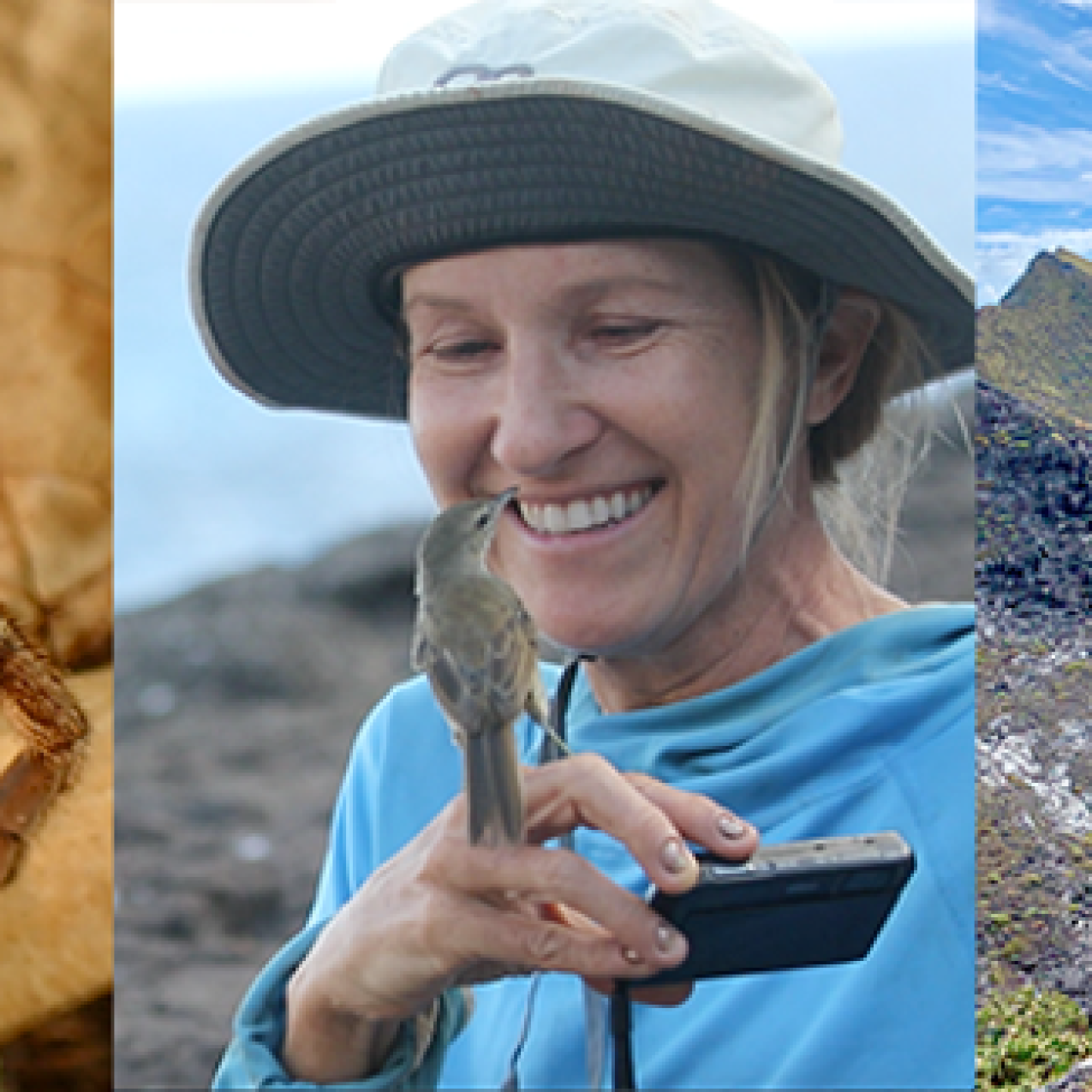 Three photos in a line showcasing a tarantula, Sheldon Plentovich, Ph. D., USFWS Pacific Islands Coastal Program Coordinator Nihoa, and the Nihoa Island mountains.