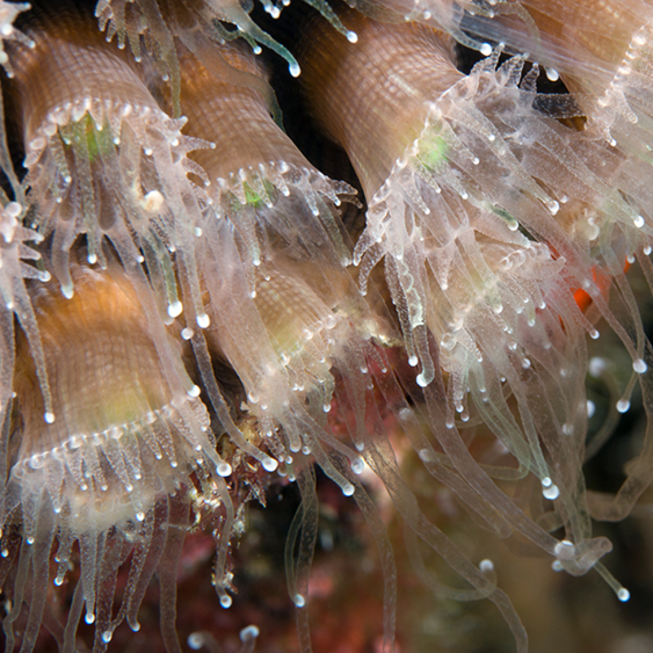 A close up of coral polyps, which look like tubes with small tentacles coming out around the top of the tube. The tentacles are slender and appear gelatinous and are nearly see-through and have rounded white tips.
