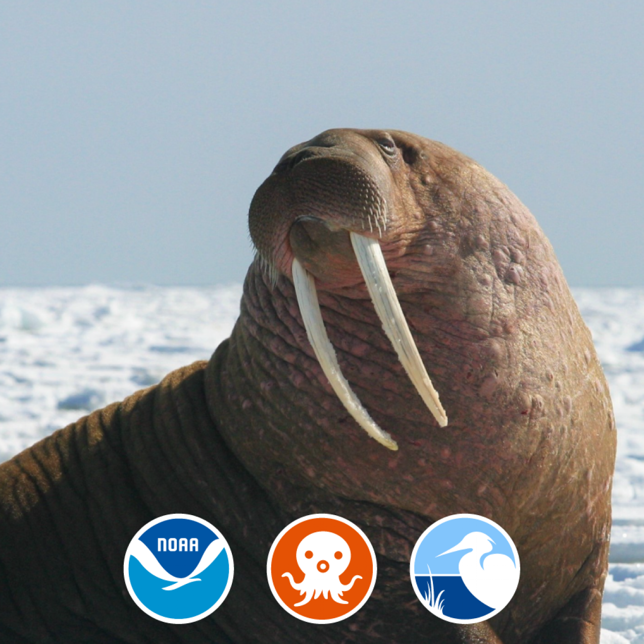 Episode 3: The Walrus Chief
Enter the world of walruses with the Alaska SeaLife Center as your guide! Learn about their hierarchy, their amazing multi-use tusks, and their need for protection.
