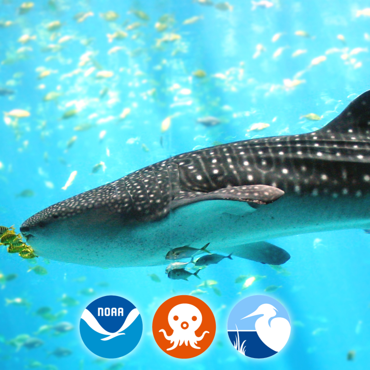 Episode 1: The Whale Shark
Educators from the Aquarium of the Pacific answer our questions about the Octonauts' adventure with a whale shark and teach us how to help protect whale sharks in real life.