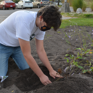 A person wearing a mask kneels on the ground and digs in the soil with his hands to plant a plant. 