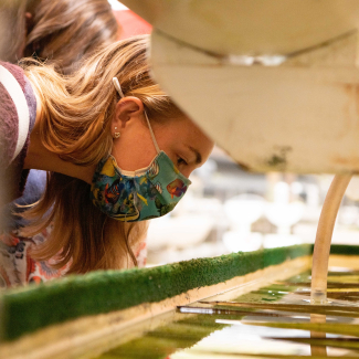 A person in a mask leans over a tank to observe juvenile abalone in a hatchery.