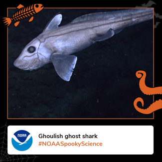 A streamlined grey fish swims in the deep ocean. Border of the photo is black with orange sea creature graphics of octopus tentacles and a fish skeleton. Text: Ghoulish ghost shark, #NOAASpookyScience with NOAA logo.