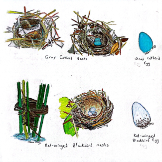 Drawings of the birds nests and eggs of gray catbirds and red-winged blackbirds. The gray catbird nests are cup-like and look to be made with with twiggy materials, leaves, and pieces of plastic or paper trash. Their egg is bright blue. There are two types of red-winged blackbird nests: One is weaved around a bundle of reeds. The other is a cup-like nest made of twiggy material. The egg is off-white with irregular dark squiggly lines marking the lower third of the egg. 