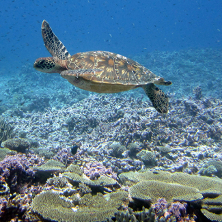 A green sea turtle swims above coral reef at Baker Island.