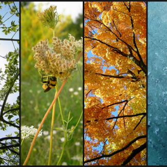 Four Seasons - Spring Summer Fall Winter - Flickr Creative Commons by Sarah Spaulding 