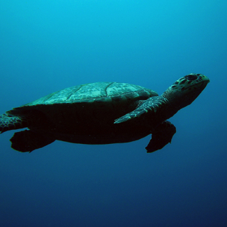 Hawksbill sea turtle swimming.