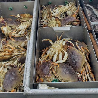 Dungeness crab harvested alongside some fish on the deck of a fishing boat.