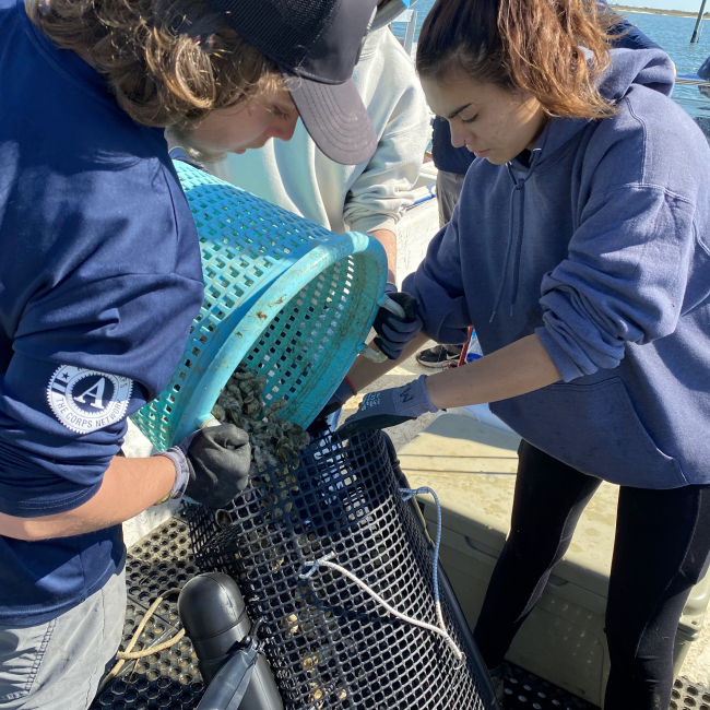 Two students hold a bucket and dump its contents into an oyster cage.