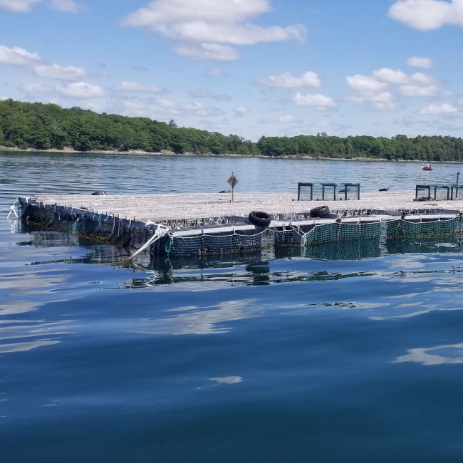 A platform of oyster cages floats on calm water.
