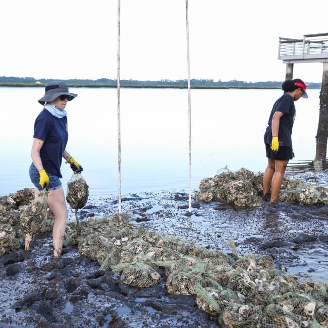 Interns and Staff with the University of Georgia Shellfish Research Lab work to restore an oyster reef with recycled oyster shell on Blythe Island.