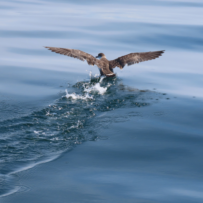 A brown bird is flying into the ocean. It has its wings spread as if it has just landed in the water. Underneath its legs is a splash and ripple of water.