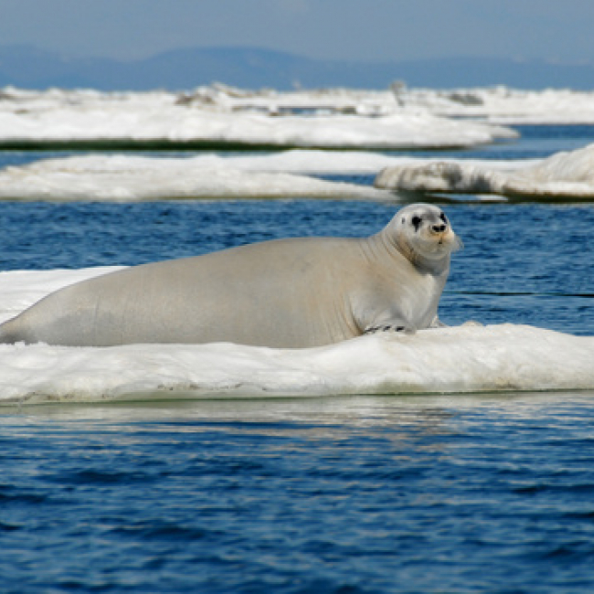 Ice seals — ribbon, ringed, spotted, and bearded (like the one shown here) — are dependent on the Arctic sea ice for pupping, resting and completing their annual molt.