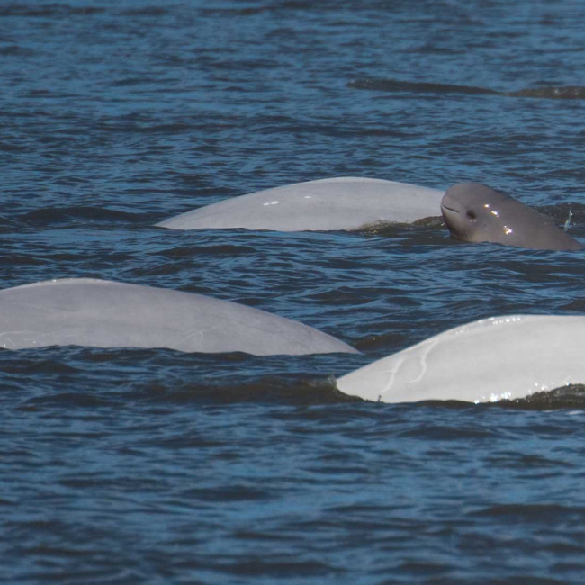 Beluga whales seen swimming in Cook Inlet, Alaska.
