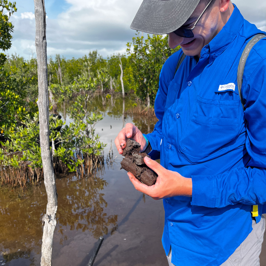 Jonah stands in a marshy mangrove forest and looks down at a section of a muddy soil core he holds in his hands. In the background, the rest of the soil core remains inside of the soil corer.