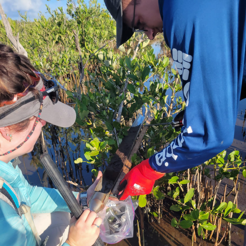 Jonah and Marissa stand in a marshy area and look at a soil core with a meter stick held up to it. Jonah holds a knife as though he is preparing to remove the core from the corer and put it into a labeled Ziploc bag held by Marissa.