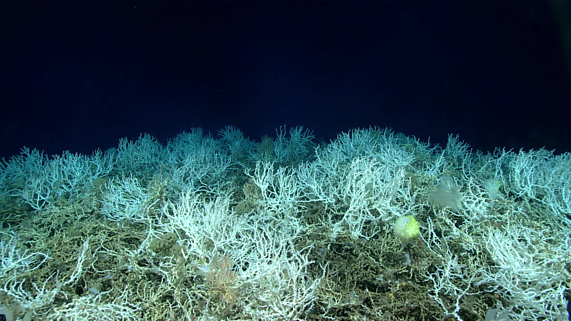 This image shows a section of the coral mounds discovered during the Windows to the Deep 2019 expedition