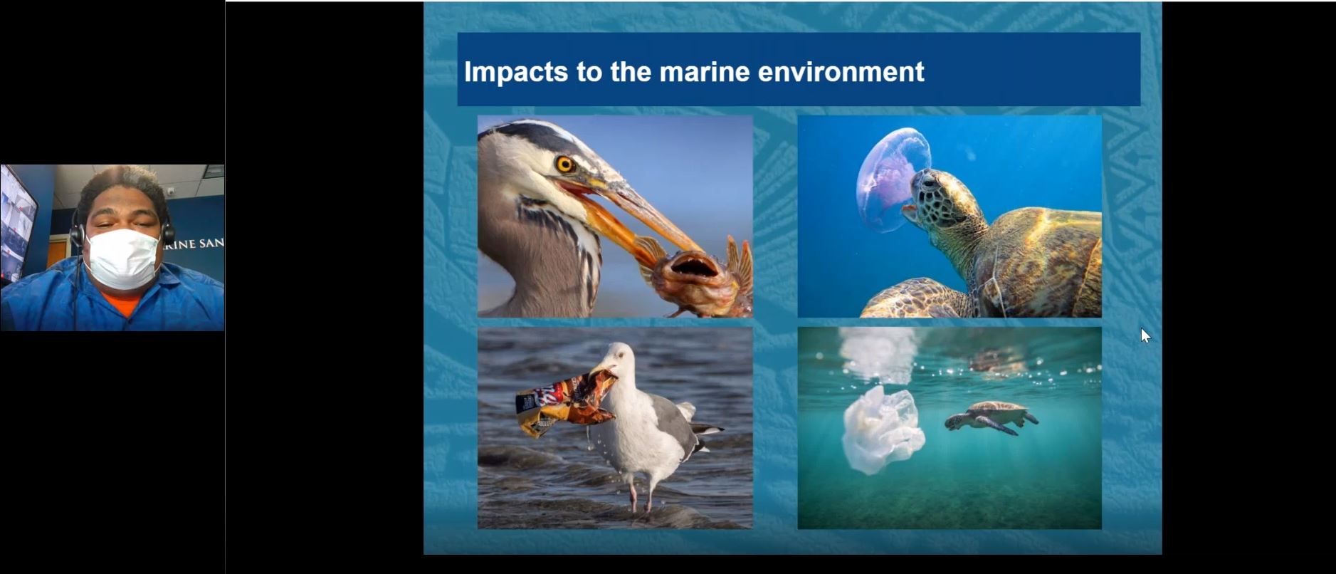 A screenshot of a webinar that shows Iosefa Siatuu on camera wearing a mask. The screen is showing a presentation slide that says, "Impacts to the marine environment" with a picture of a bird eating a fish paired above a picture of a bird eating a plastic chip bag, and a picture of a sea turtle eating a jellyfish above a picture of a sea turtle near a plastic grocery bag that resembles a jellyfish. 