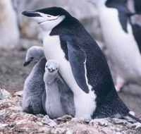 Chinstrap penguin and chicks (closeup), Seal Island