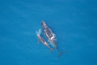 Endangered Right whale and calf swimming in ocean