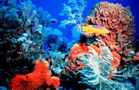 Colorful fish swimming through coral reefs