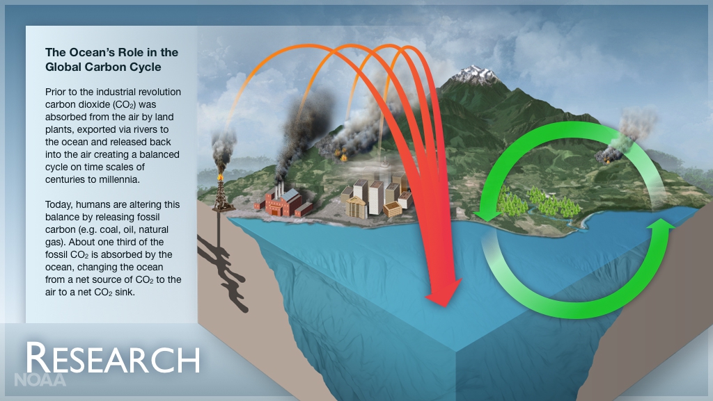 Illustration of the ocean's role in the global carbon cycle.