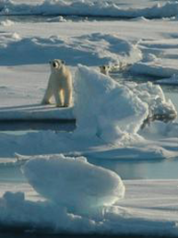 Polar bear and her cub walking on an iceberg