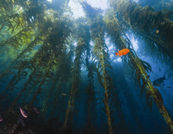 Undersea forest with swimming orange fish
