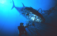 Tuna ensnared near the mouth of the fish trap.