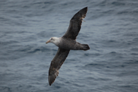 Southern giant petrel flying over ocean