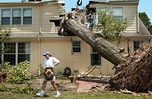 A homeowner in Memphis, TN working to extract a large, uprooted oak tree felled by the Mid-South Derecho of 2003. 