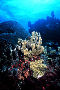 Reef scene with fire coral (Millepora sp.) and mustard hill. 1990