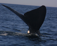 Right whale flukes submerging in ocean