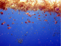 Smaller fishes, such as filefishes and triggerfishes, swimming among the brown Sargassum