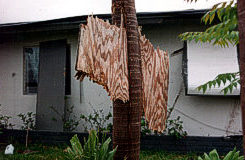 Piece of plywood wedged in a palm tree due to winds from Hurricane Andrew