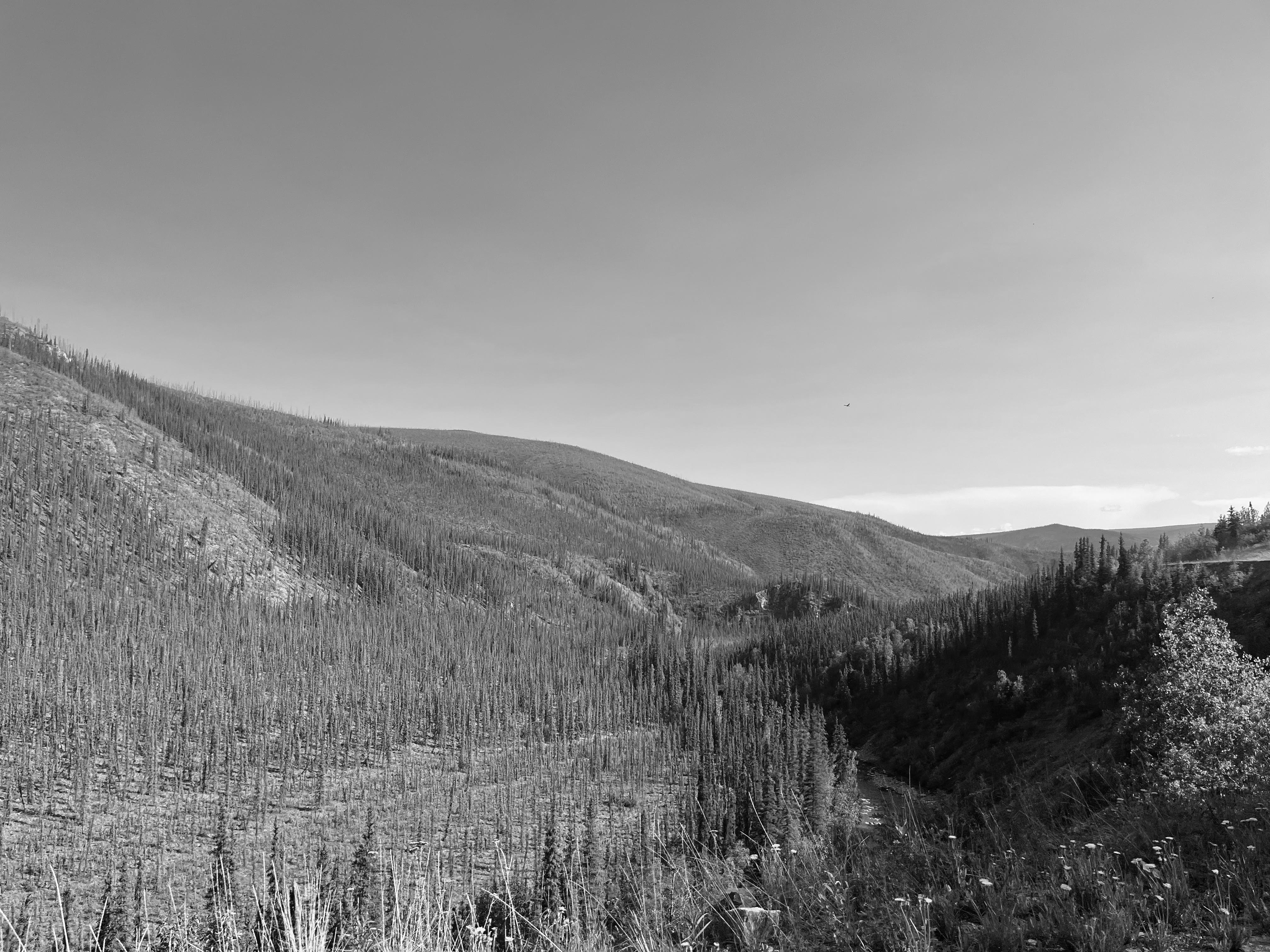 A black and white photo on an evergreen forest just beyond an area of wildflowers near the front of the photo. The trees appear nearly evenly spaced, spread out along rolling mountains. A river can just be see tucked inside of a steep valley. 