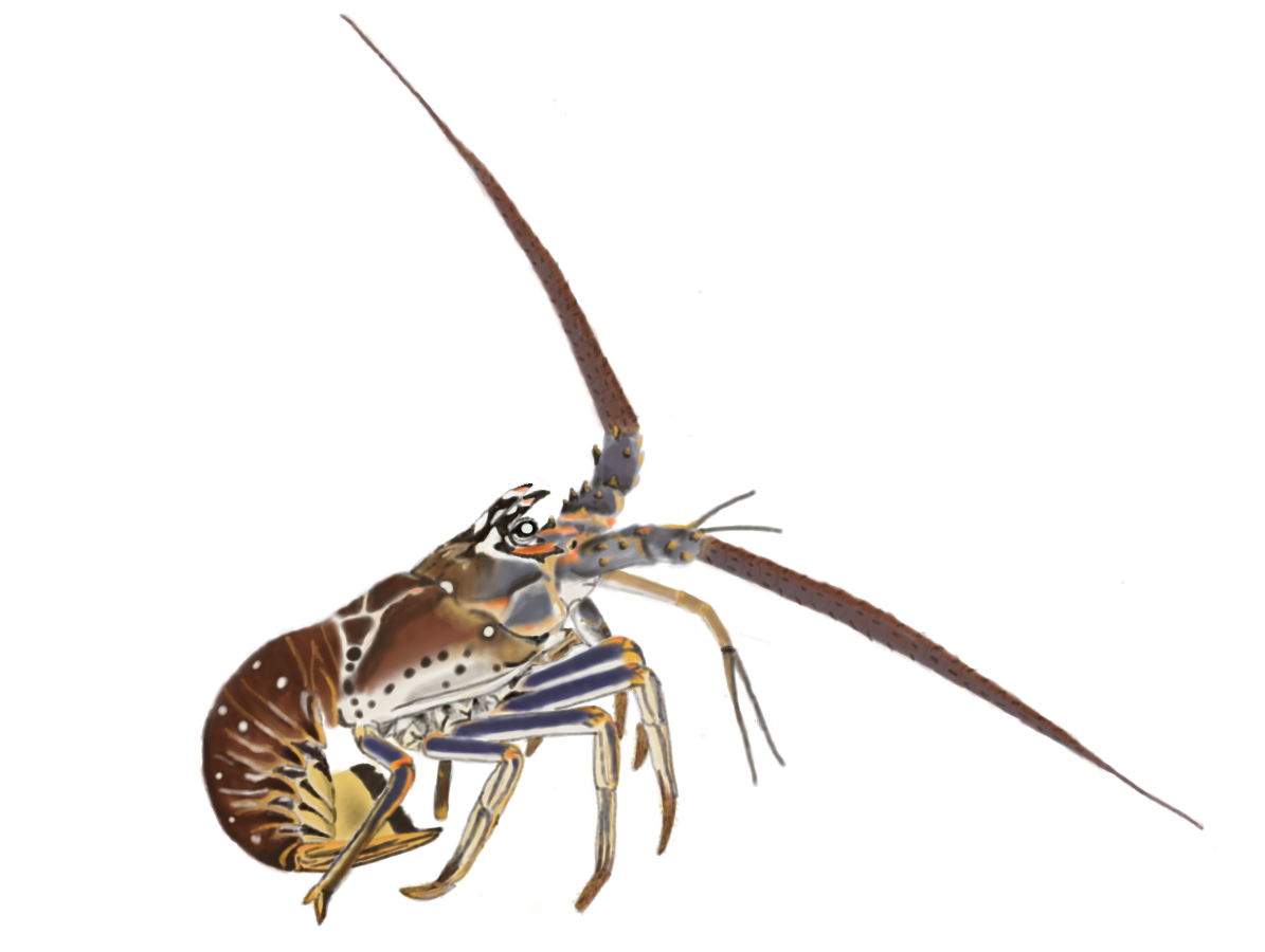 A digital painting that looks similar to a watercolour painting of a spiny lobster with its tail curled under its body and its characteristic long, sturdy antennae spread wide. 