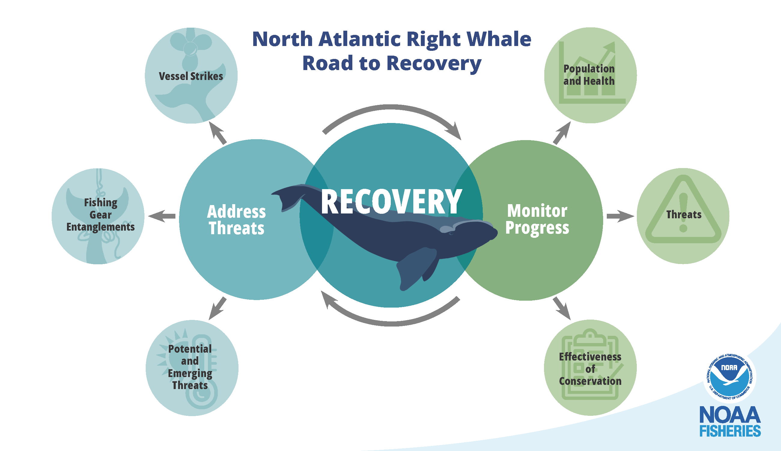 Image showing the North Atlantic Right Whale Road to Recovery describes NOAA Fisheries’ efforts to halt the current population decline and recover the species. 